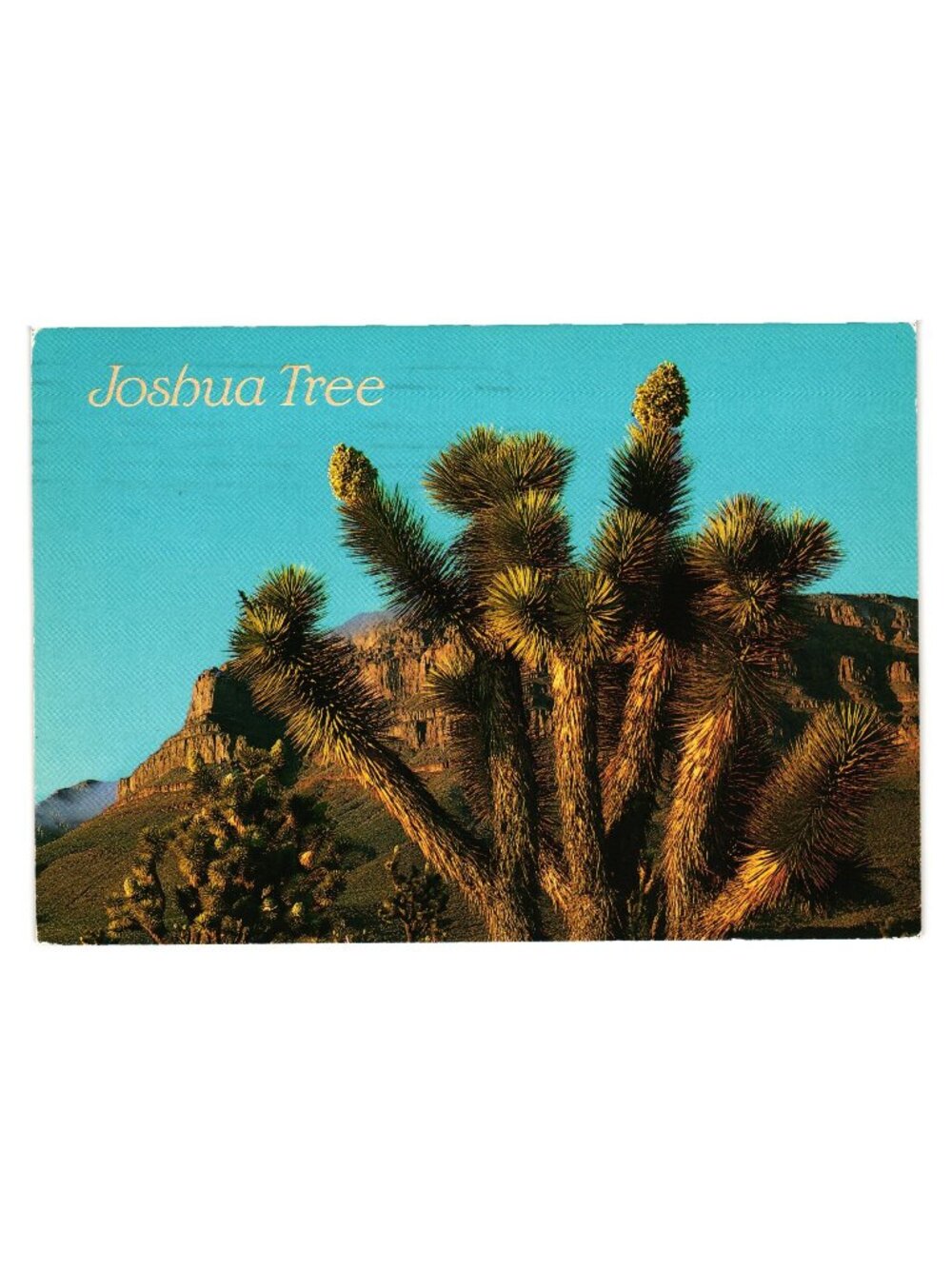 Joshua Tree National Park Postcard Vintage 1990s Photography Scenic Collectible